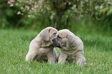 CANE CORSO 1075
